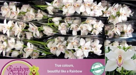 Cymbidium Cascade 60cm Bl. "Rainbow"