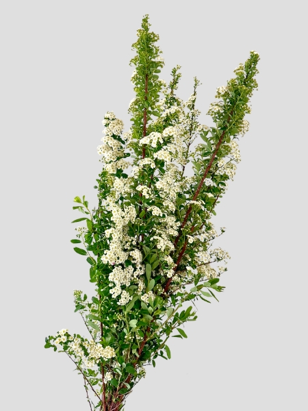 Spirea Italia 70cm 200gr