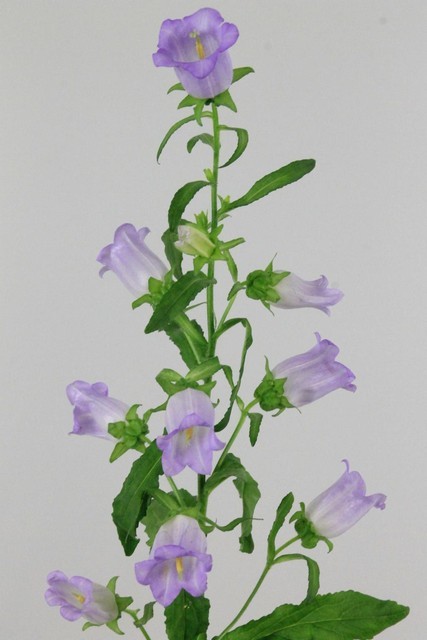 Campanula Hol. M Champion Lavender 75cm x10