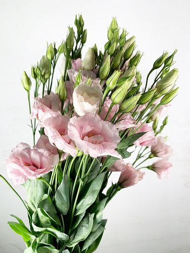 Lisiantus Hol. Rosi Light Pink 70cm 55gr "T10"