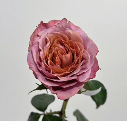 Rosa Ecu. Purple Moon 80cm