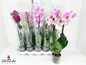 P. Phalaenopsis Mixta 12/70cm x10 1T
