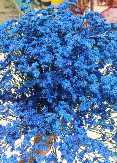 Limonium Nac. Chino Pintado Azul 70cm Paq.