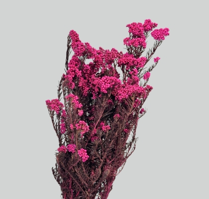 Flor de Arroz Preservada Fucsia 50-60 120g