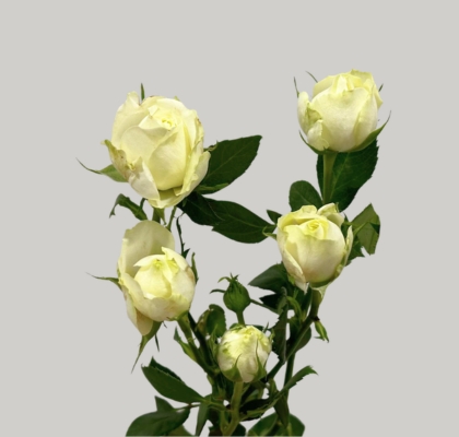 Ramificada Overig  Blanco 60cm
