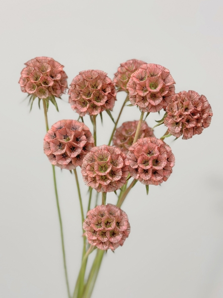 Scabiosa Italia Tintada Rosa 60cm