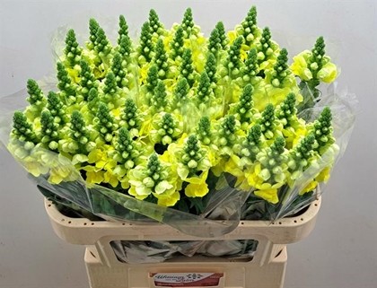 Antirrhinum Hol. Antibes Yellow 75cm