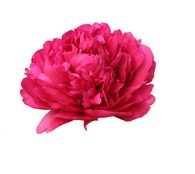 Peonia Hol. Paul Wild 60cm "AAA"