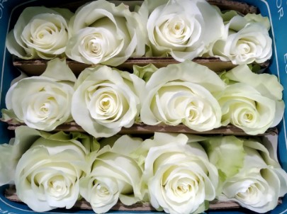 Rosa Ecu. Mia 90cm Bl.