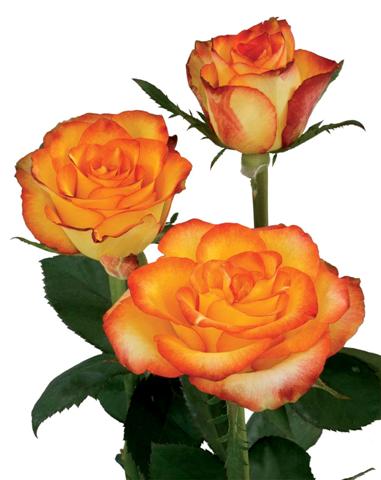 Rosa Ecu. High Magic 90cm
