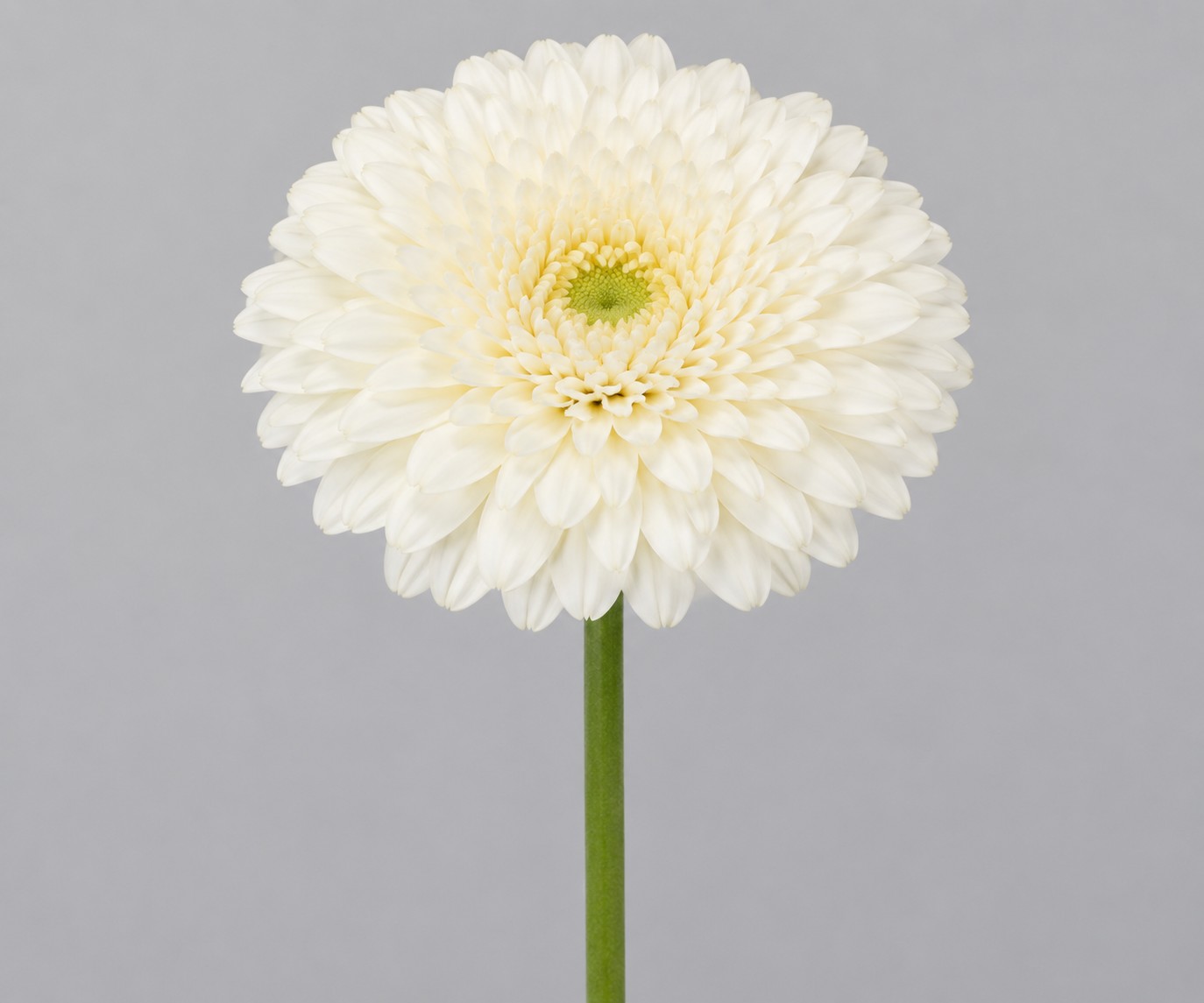 Gerbera Mini Hol. Gerponi White "T20"