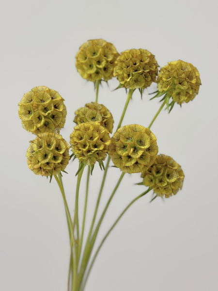 Scabiosa Italia Tintada Amarilla 60cm