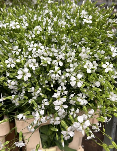 Saponaria Ov White 70cm
