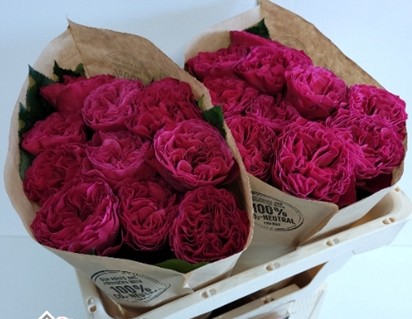 Rosa Hol. Pink Pretty 50cm Fresa