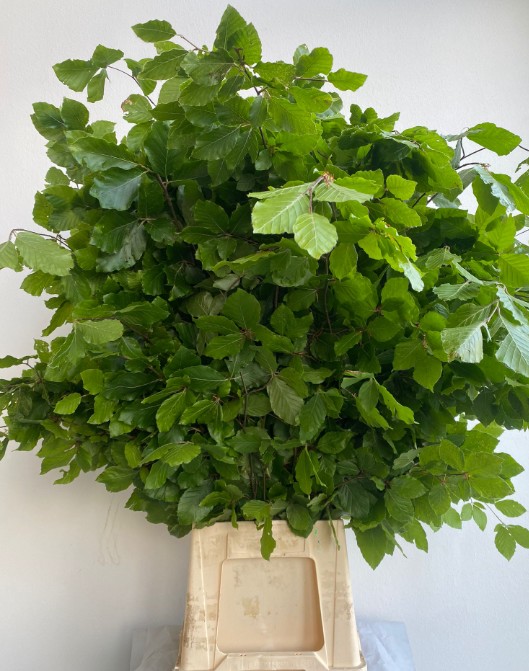 Hoja Faggio Italia 70cm 250gr