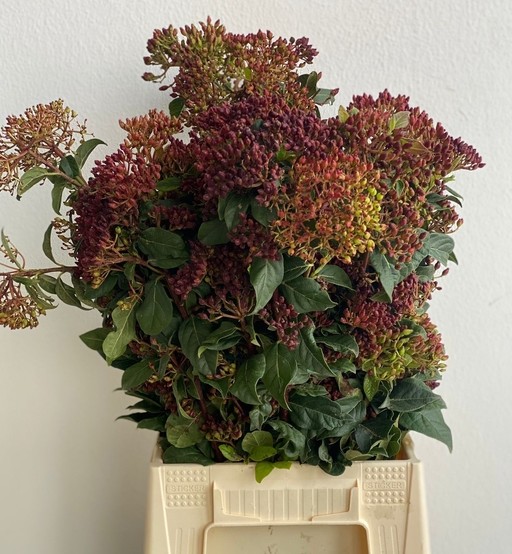 Viburnum Italia Red Berry 55cm 250gr