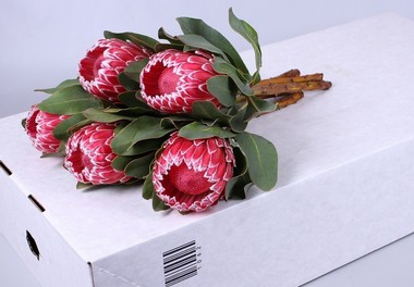 Protea Empress 60cm