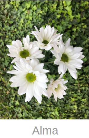 Margarita Col. D. Alma Bl.