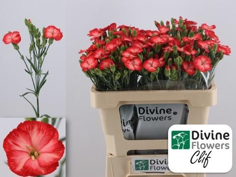 Dianthus Hol. Solomio Clif 60cm