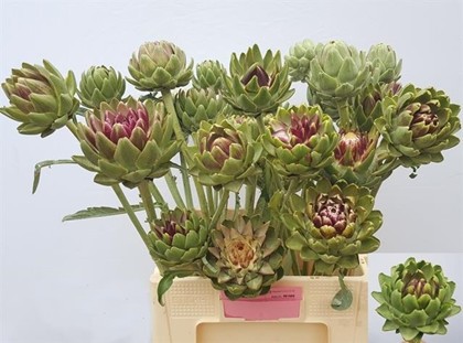 Cynara Ramificada Green Globe 70cm