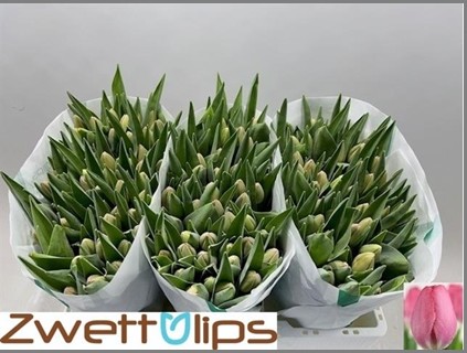 Tulipan Hol. Sissi 40cm Rs.