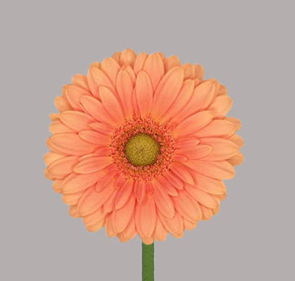 Gerbera Mini Hol. Cava "T20"