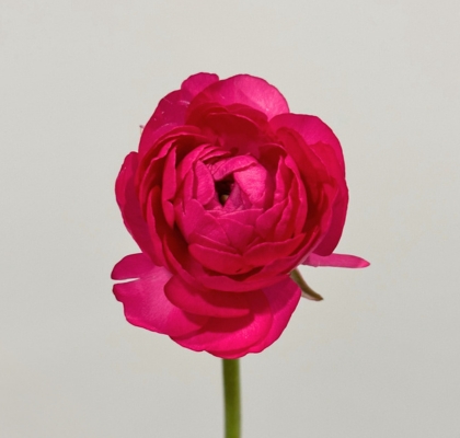 Ranunculos Ecu. Fucsia 30cm