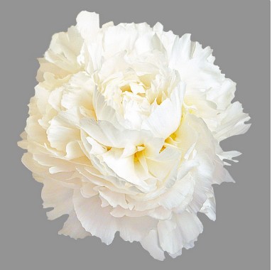 Peonia Hol. Madame Claude 50cm Bl. "AA"
