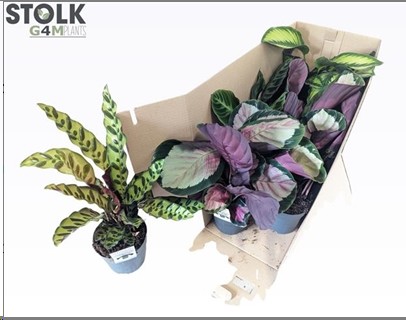 P. Calathea Mixta 4 Srt. 14/50cm x8