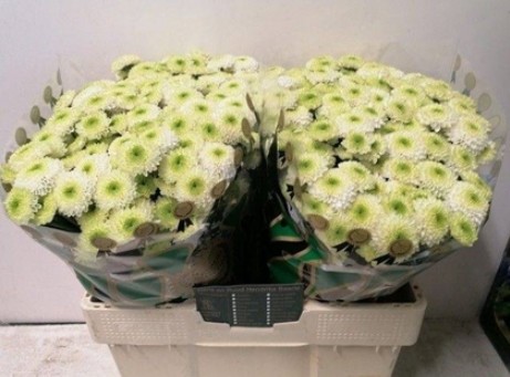 Santini San Ferry 800gr "T25" Bl.