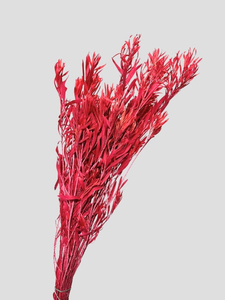 Callistemo Preservado Rojo Claro 60cm 150g