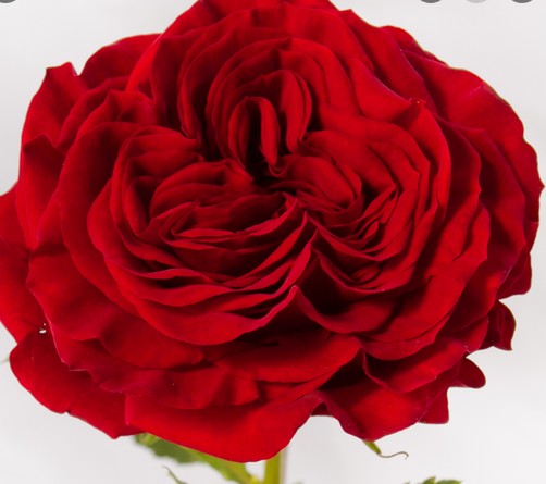 Rosa Ecu. Mayra's Red 50cm