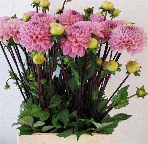 Dalia Hol. Ball Wizz Of Oz 60cm "CC30"