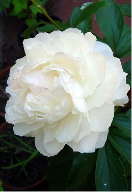 Peonia Hol. Mary Nicholls 55cm Bl. "AA"