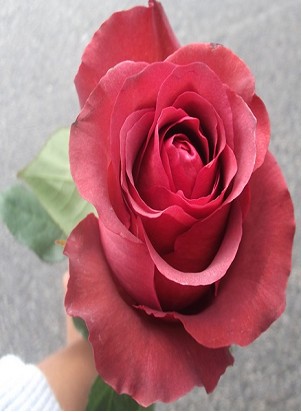 Rosa Ecu. Matilda 80cm