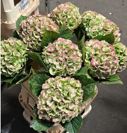 Hortensia Hol. M. Emerald Classic 80cm 18/20