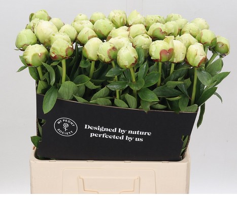 Peonia Hol. Ivory Victory 55cm Bl. "AA"