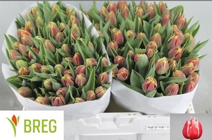 Tulipan Hol. Doble Concorde 40cm Bic.