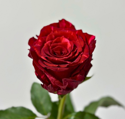 Rosa Ecu. Red Panther 90cm (7 Dias - 2)