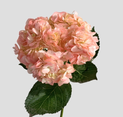 Hortensia Premium Tint. Rosa 60cm 17/18