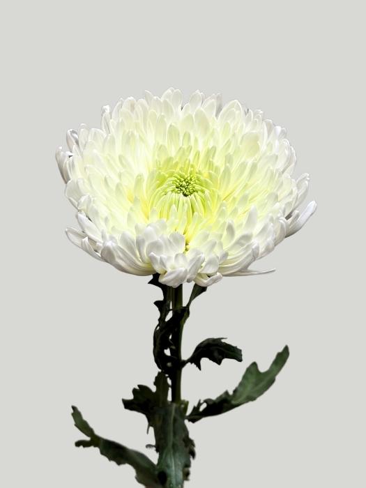 Uniflor Hol. Magnum 105gr Bl.