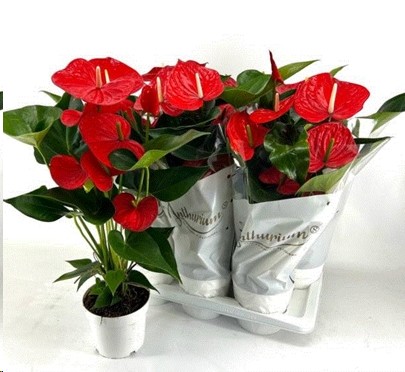 P. Anthurium An Minnesota 17/60cm x6  5F