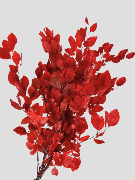 Fagus Estabilizado Red 70cm 100g