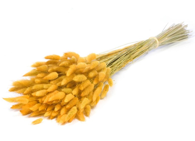 Lagurus Seco Amarillo 65cm 100g