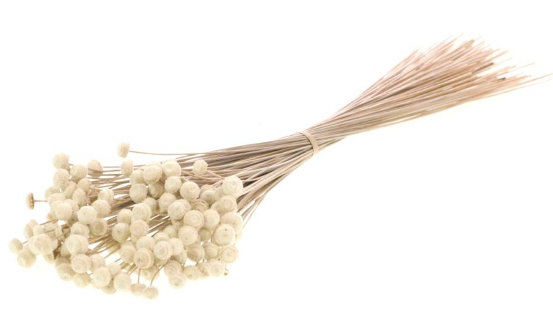 Botao Seco Blanco 50cm 100g