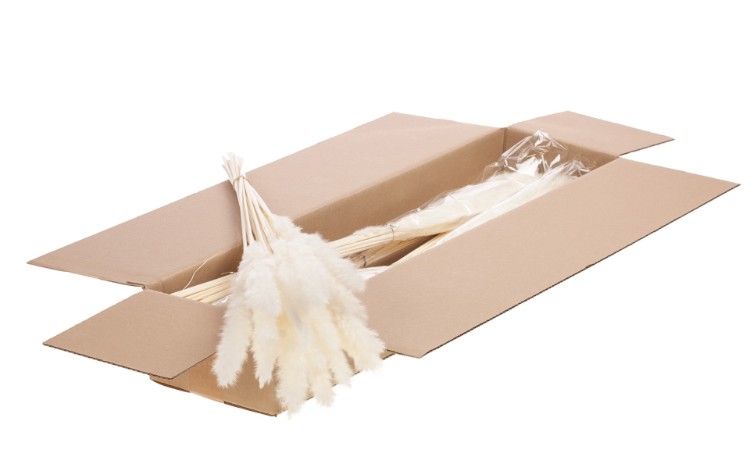 Plumas Reed Blanca 70cm (20 Tallos)