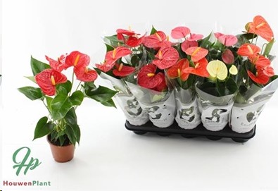 P. Anthurium An Mixto 4kl 12/50cm x10 4F