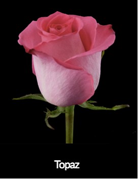 Rosa Col. Topaz 40cm