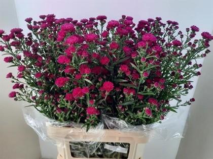 Aster Hol. Flash 70cm 25gr "T25"