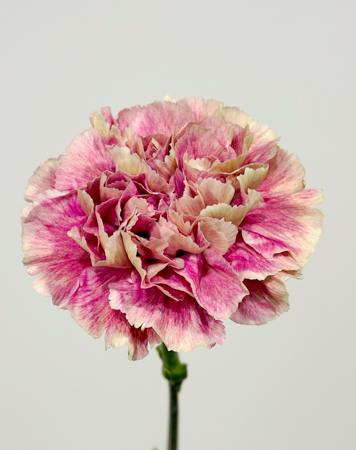 Clavel Hol. 50cm Antigua Bic